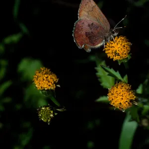  Western Elfin on Bidens pilosa, Tunnel Road
