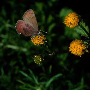Western Elfin on Bidens pilosa, Tunnel Road