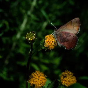 Western Elfin on Bidens pilosa, Tunnel Road