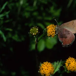 Western Elfin on Bidens pilosa, Tunnel Road