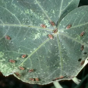 Lavatera lindsayi, damaged by Lace bugs, SBBG