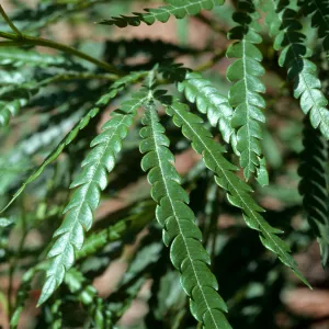 Lyonothamnus floribundis asplenifolius, SBBG