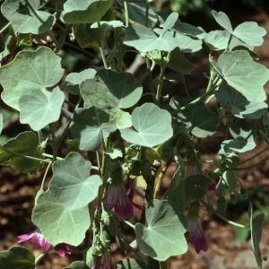 Lavatera lindsayi, SBBG