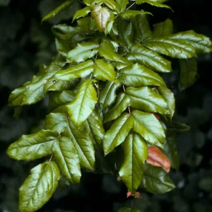 Mahonia pinnata insularis, West Anacapa Island, lower East fork of Summit Canyon, 
