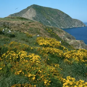Middle Anacapa Island, looking West, Coreopsis gigantea