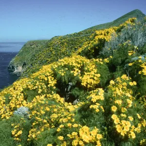 Coreopsis, West Anacapa Island, North side between Rat Rock & lower terrace, 