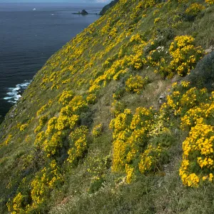 Coreopsis, Middle Anacapa Island, South side near West Knife edge, 