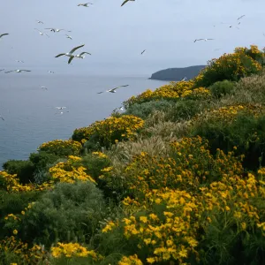 Middle Anacapa Island, top of North-facing bluffs, Coreopsis