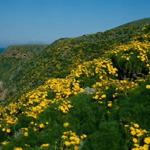 West Anacapa Island, West end of island, Coreopsis