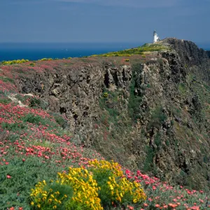 East Anacapa Island, Southeast end of island, lighthouse, Coreopsis, Malephora