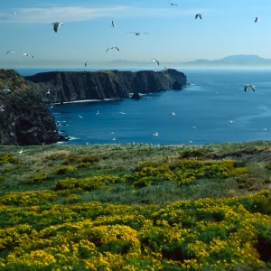 Middle Anacapa Island, looking East at South side of East Anacapa Island, from Middle Anacapa Island near East Fish camp