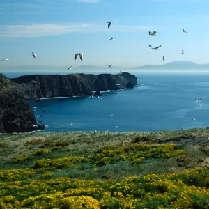 Middle Anacapa Island, looking East from near East Fish camp