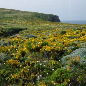San Miguel Island, coastal flats, just North of Willow Canyon, Coreopsis