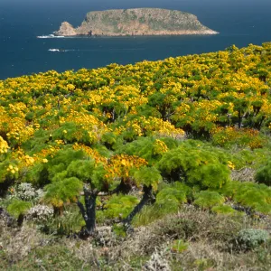 San Miguel Island, Prince Island from Cabrillo Monument, Coreopsis