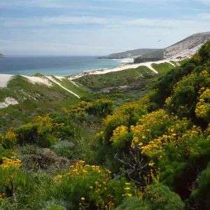 San Miguel Island, mouth of Cañada Del Mar, Coreopsis