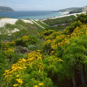 San Miguel Island, mouth of Cañada Del Mar, Coreopsis