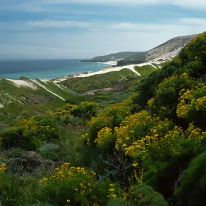 San Miguel Island, Cañada Del Mar, Coreopsis