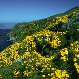 West Anacapa Island, North side between Rat Rock & lower terrace, Coreopsis