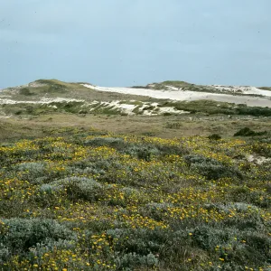 San Miguel Island, central dunes, West of San Miguel Peak, Malacothrix incana