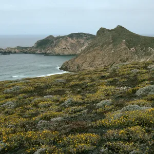 San Miguel Island, Harris Point, Lester Point, Malacothrix incana