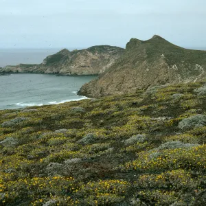 San Miguel Island, Harris Point, Lester Point, Malacothrix incana