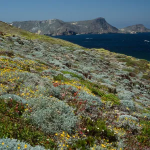 San Miguel Island, just West of Hoffmann Point, Malacothrix incana