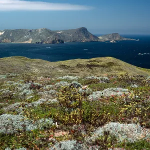 San Miguel Island, just West of Hoffmann Point, Malacothrix incana