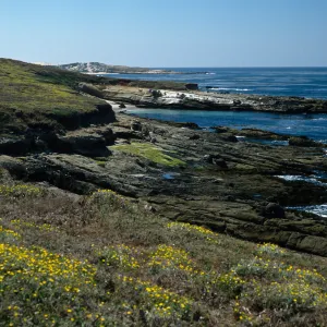 San Miguel Island, West end of Simonton cove, Malacothrix incana