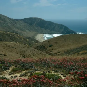 Santa Cruz Island, overlooking Sauces Beach, Eriogonum grande rubescens