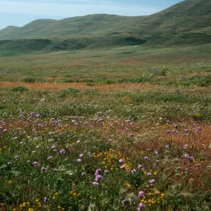 Santa Cruz Island, West of Rancho Nuevo, Dichelostemma