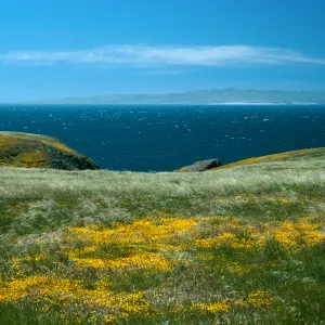 Santa Cruz Island, just West of Rancho Nuevo, Lasthenia