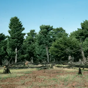 Guadalupe Island, North end of island, cypress grove