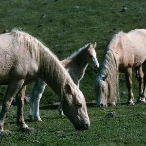 Santa Cruz Island, East of Scorpion Ranch, horses