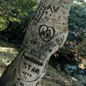 Santa Cruz Island, Pelican Bay, autograph tree