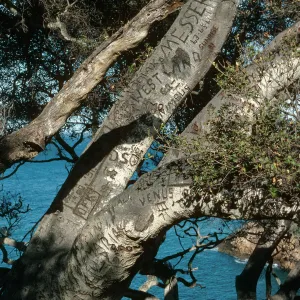 Santa Cruz Island, Pelican Bay, autograph tree