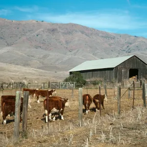 Santa Cruz Island, Christy barn