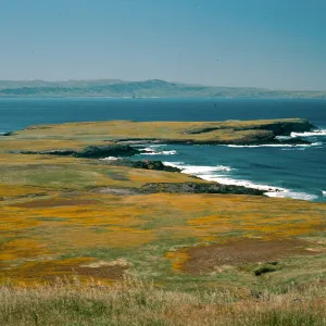 Santa Cruz Island, Fraser Point, Santa Rosa Island, Lasthenia