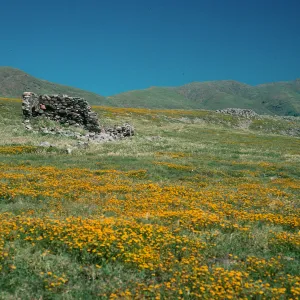 Santa Cruz Island, Campo Punta West, Fraser Point