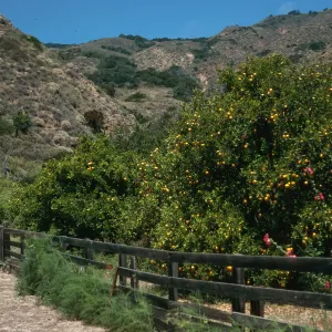 Santa Cruz Island, citrus orchard, Rancho Del Sur