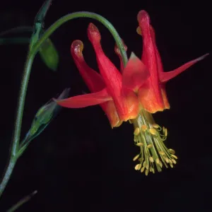 Santa Barbara Botanic Garden, Aquilegia