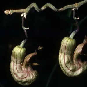 Santa Barbara Botanic Garden, Aristolochia californica , Campbell Trail