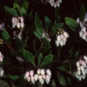 Arctostaphylos densiflora, ‘Howard McMinn’, SBBG