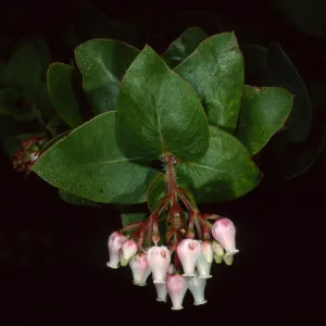 Arctostaphylos refugioensis, Refugio Pass