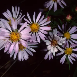 Aster chilensis, SBBG meadow
