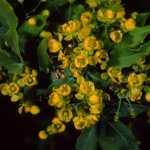 Berberis nevinii, SBBG