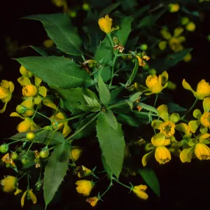 Berberis nevinii, SBBG