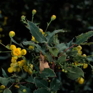 Berberis nevinii, SBBG