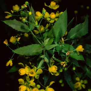 Berberis nevinii, SBBG