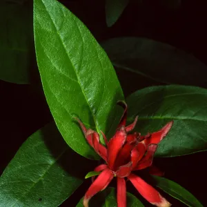 Calycanthus occidentalis, SBBG Arroyo