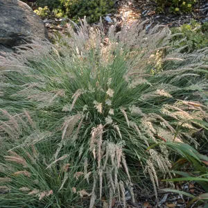 Calamagrostis foliosa, Accession #90-188, Grid J 30, Arroyo